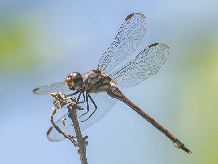 Orthemis cultriformis (Swamp Skimmer) female.jpg